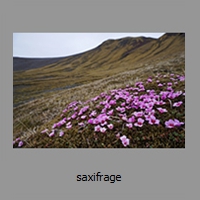 saxifrage